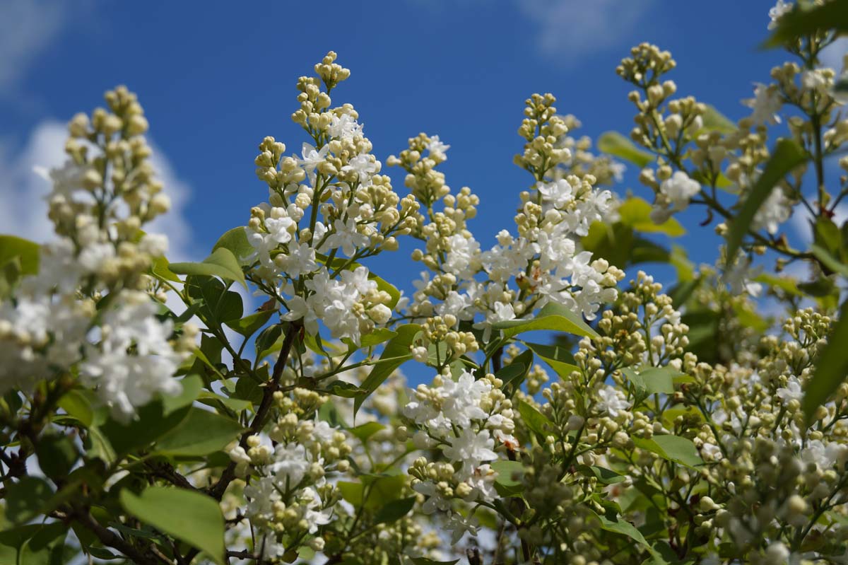 Syringa vulgaris 'Schneekönigin' meerstammig / struik bloesem