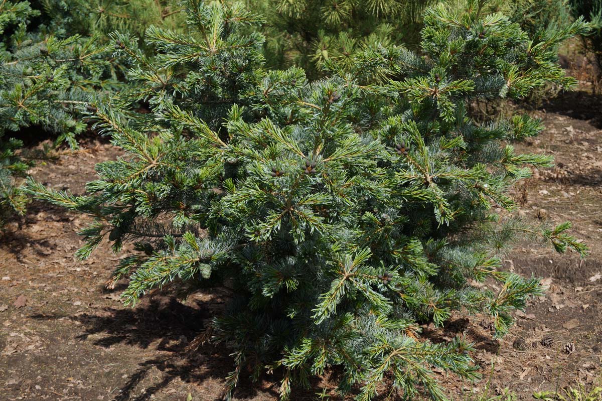 Pinus parviflora 'Glauca' solitair
