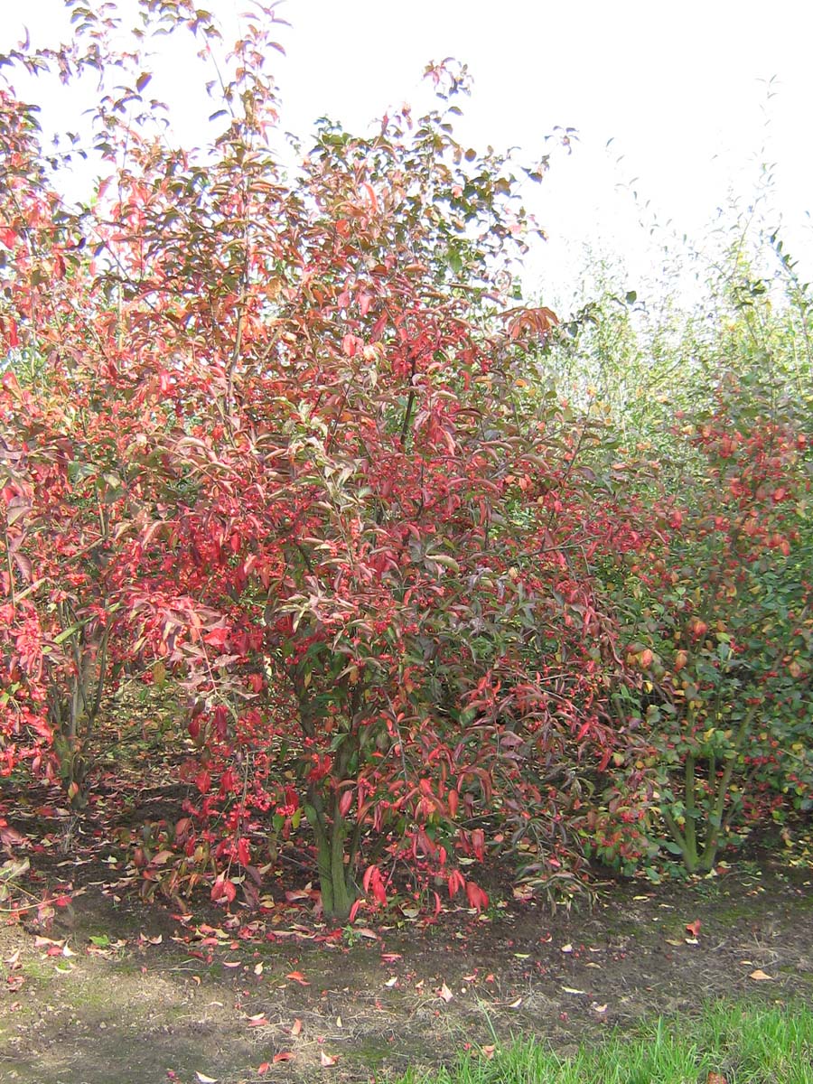 Euonymus europaeus solitair struik