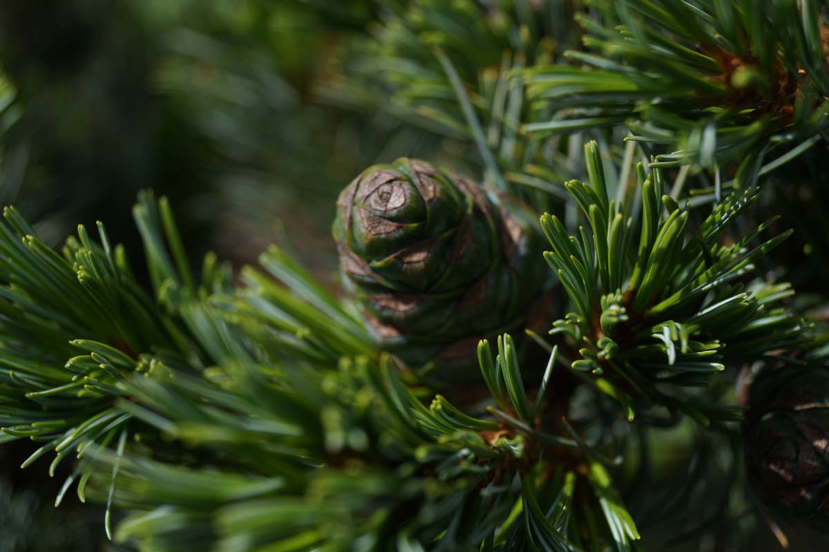 Pinus parviflora 'Glauca' op stam kegel