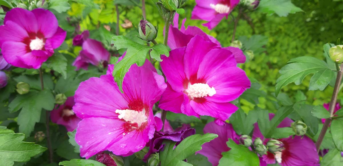 Hibiscus syriacus 'Floru' meerstammig / struik bloem