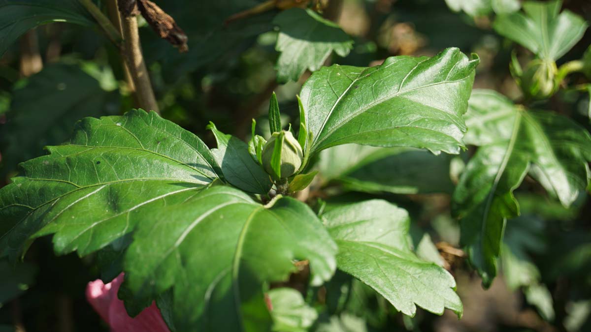 Hibiscus syriacus 'Floru' op stam bloemknop