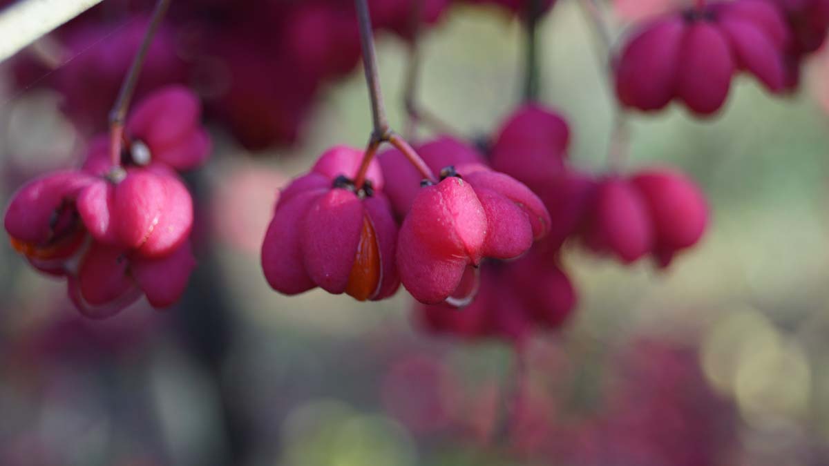 Euonymus europaeus solitair bloem