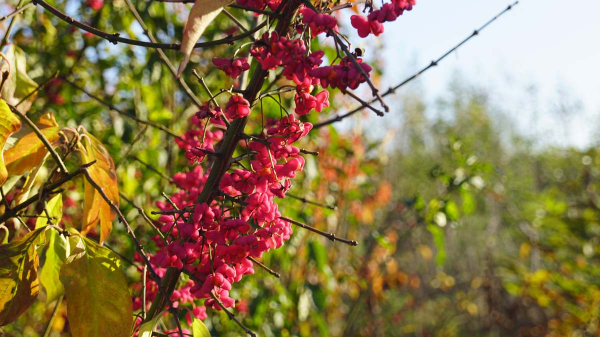 Euonymus europaeus solitair bloesem