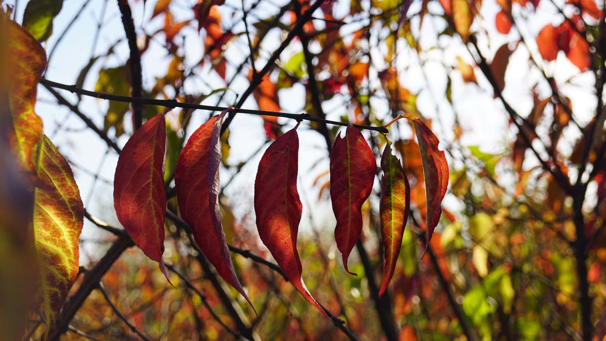 Euonymus europaeus op stam herfstkleur