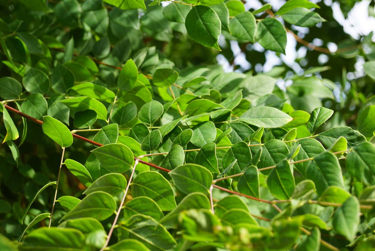 Gymnocladus dioica op stam twijg