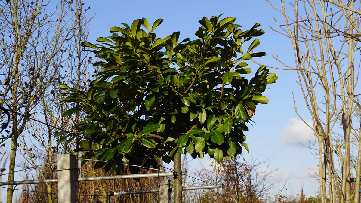 Prunus laurocerasus 'Anbri' meerstammig / struik blad