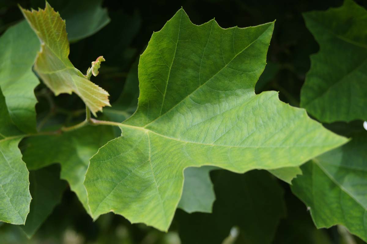 Platanus hispanica 'Alphen's Globe' op stam blad
