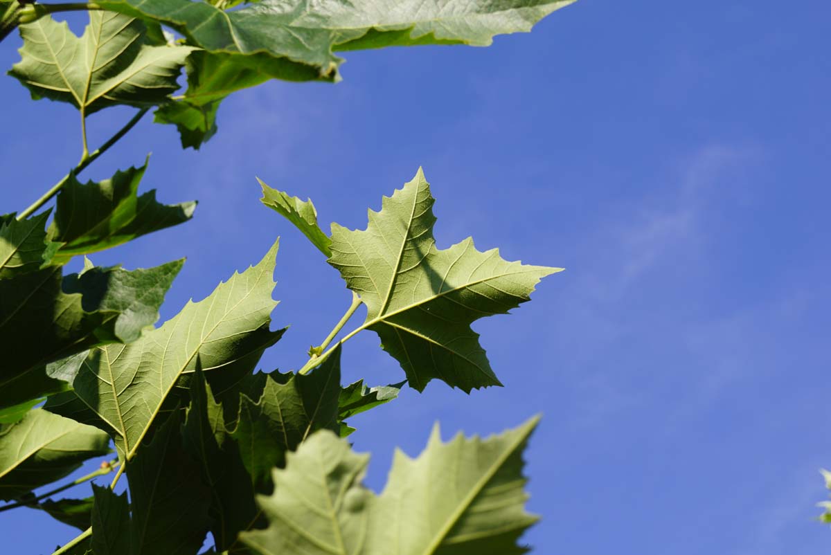 Platanus hispanica 'Huissen' leiboom blad
