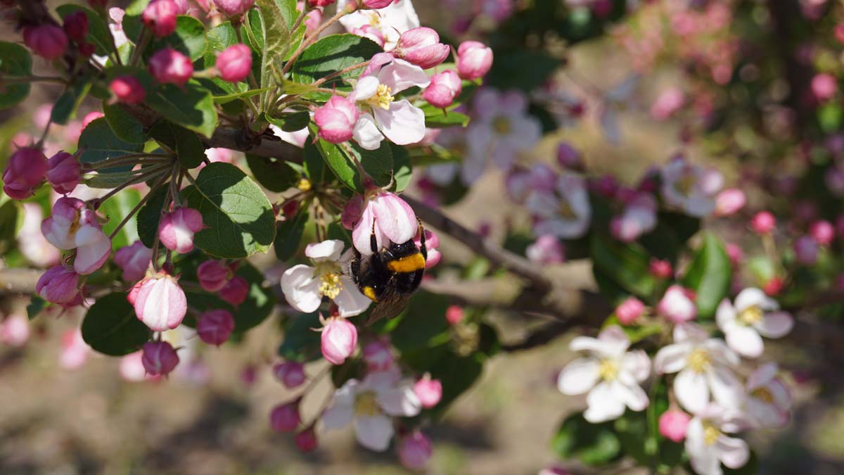 Malus 'Red Sentinel' solitair biodiversiteit