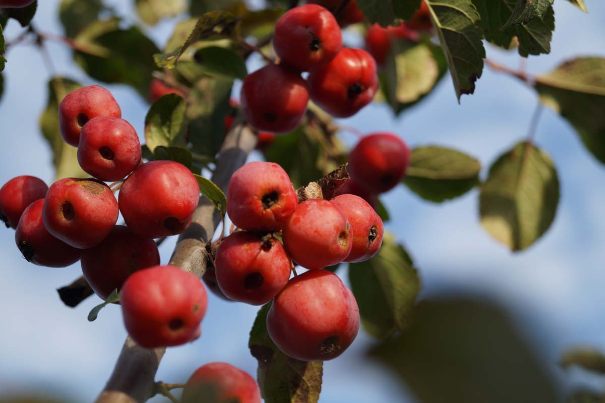 Malus 'Red Sentinel' Tuinplanten sierappel