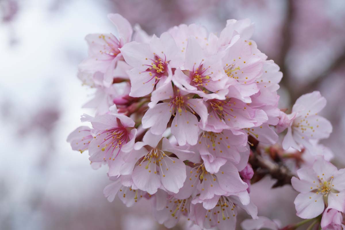 Prunus incisa 'Cunera' op stam bloem
