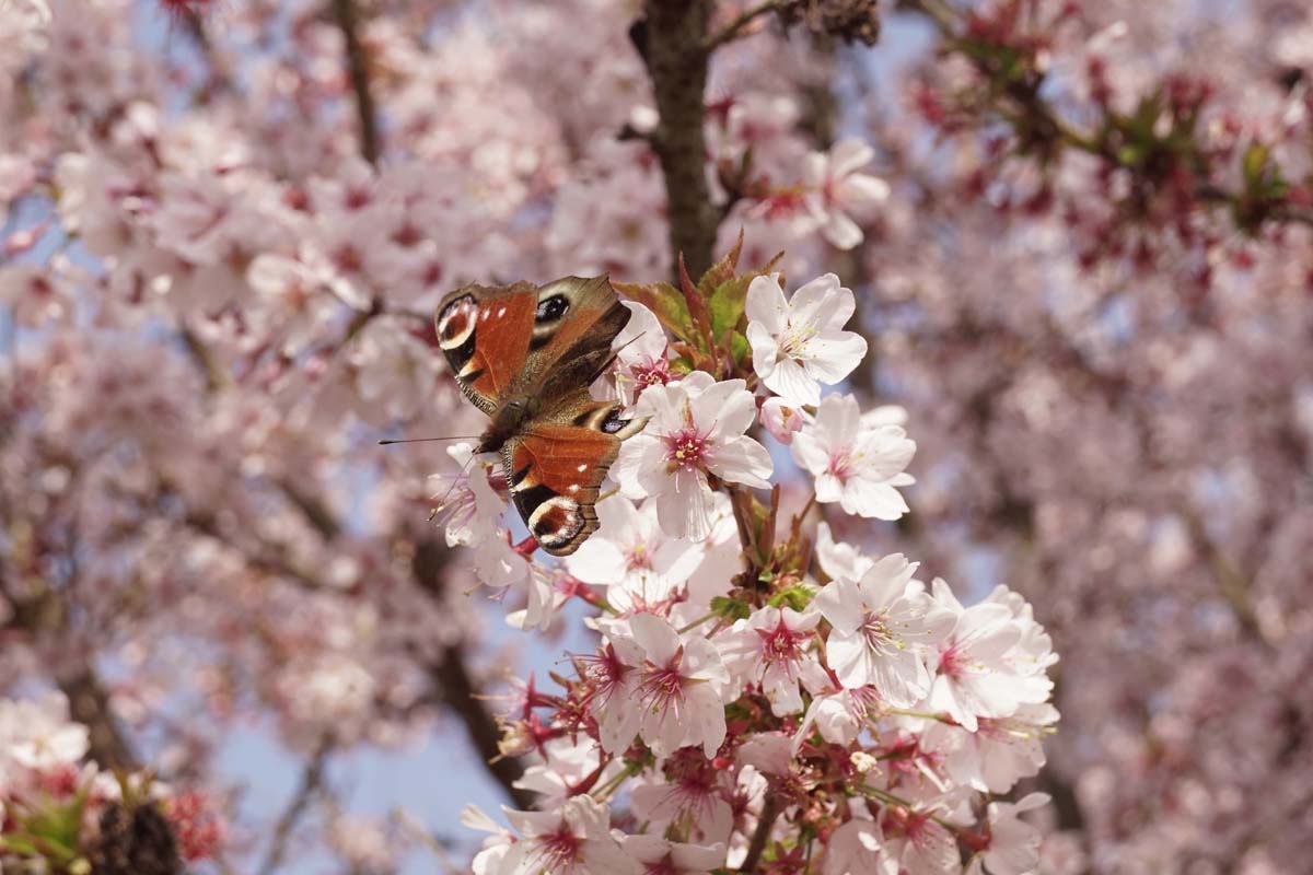 Prunus incisa 'Cunera' op stam biodiversiteit