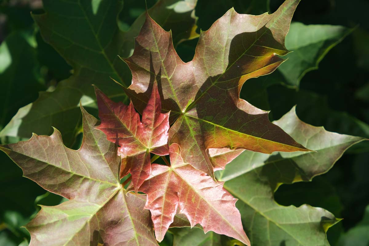 Acer 'Warrenred' op stam blad