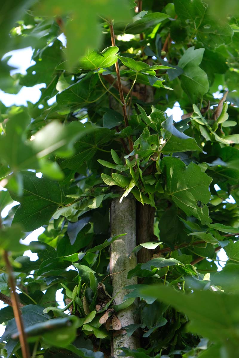 Acer campestre 'Elsrijk' Tuinplanten stam