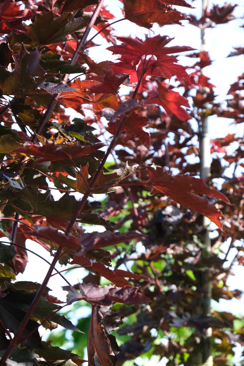 Acer platanoides 'Crimson Sentry' meerstammig / struik blad