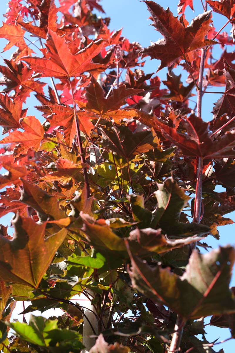 Acer platanoides 'Crimson Sentry' meerstammig / struik stam
