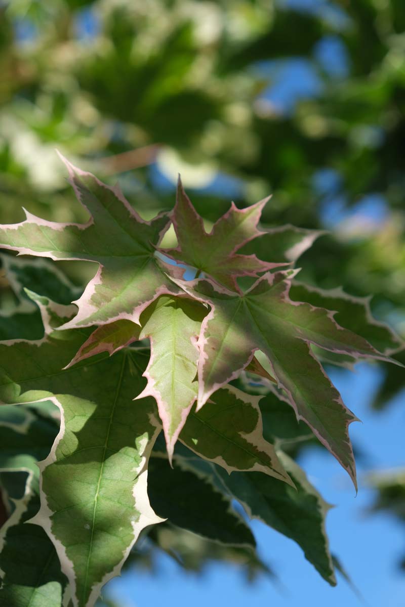 Acer platanoides 'Drummondii' Tuinplanten blad