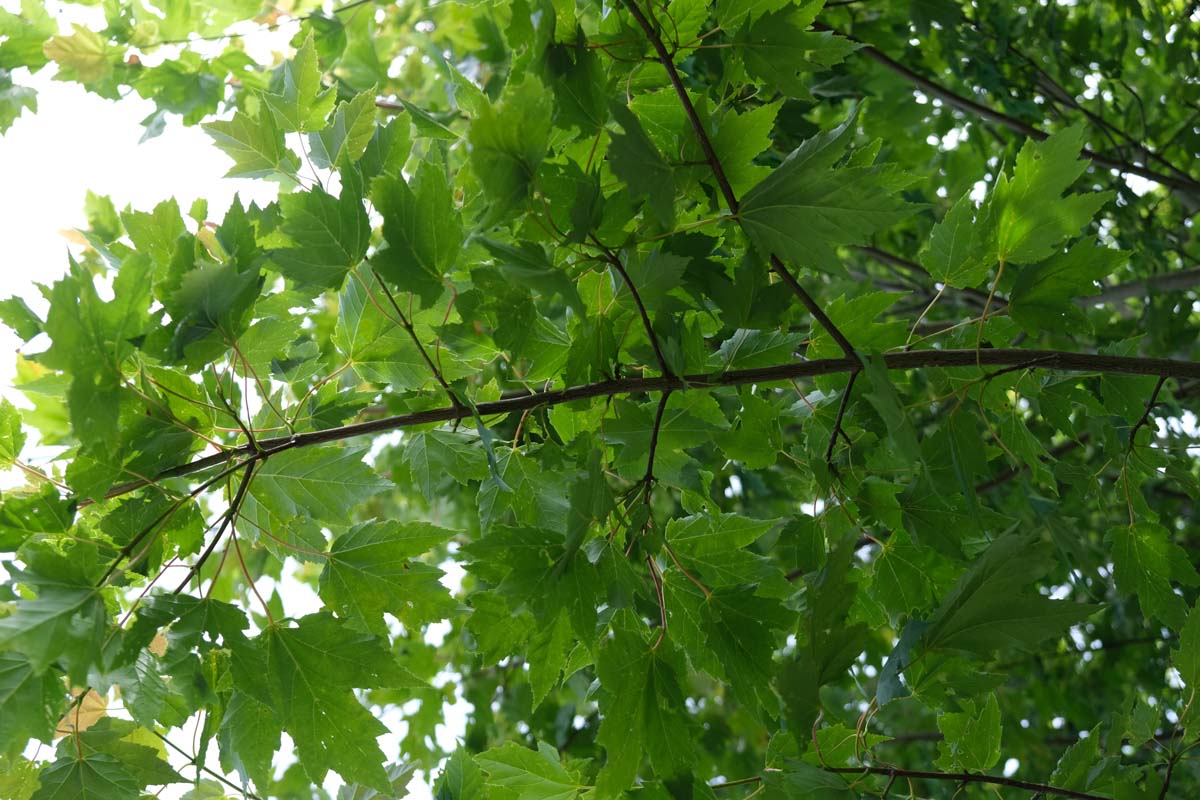 Acer platanoides 'Olmsted' meerstammig / struik twijg