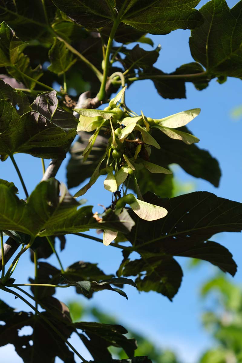 Acer pseudoplatanus solitair zaaddoos