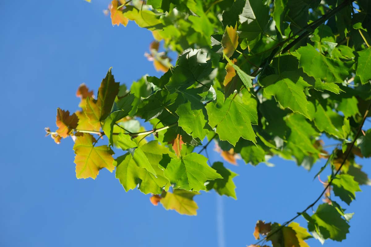 Acer rubrum 'Red King' Tuinplanten blad