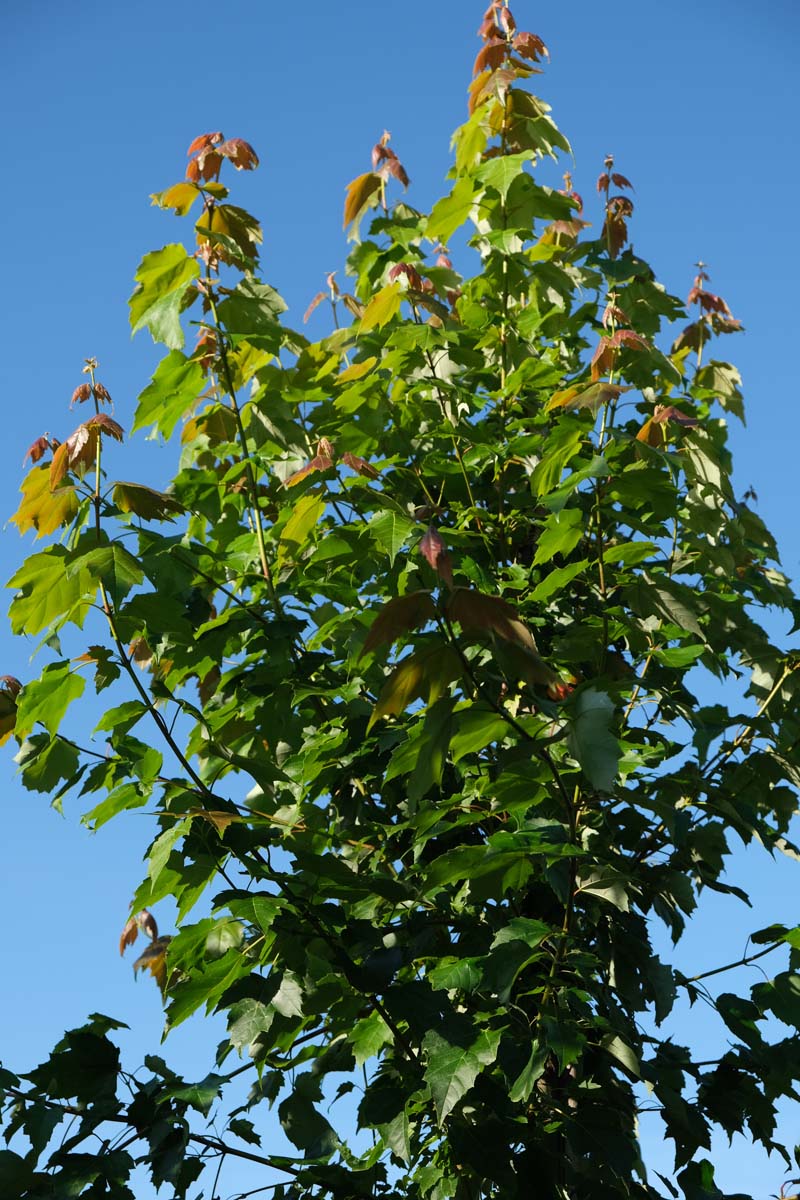 Acer rubrum 'Red King' Tuinplanten blad