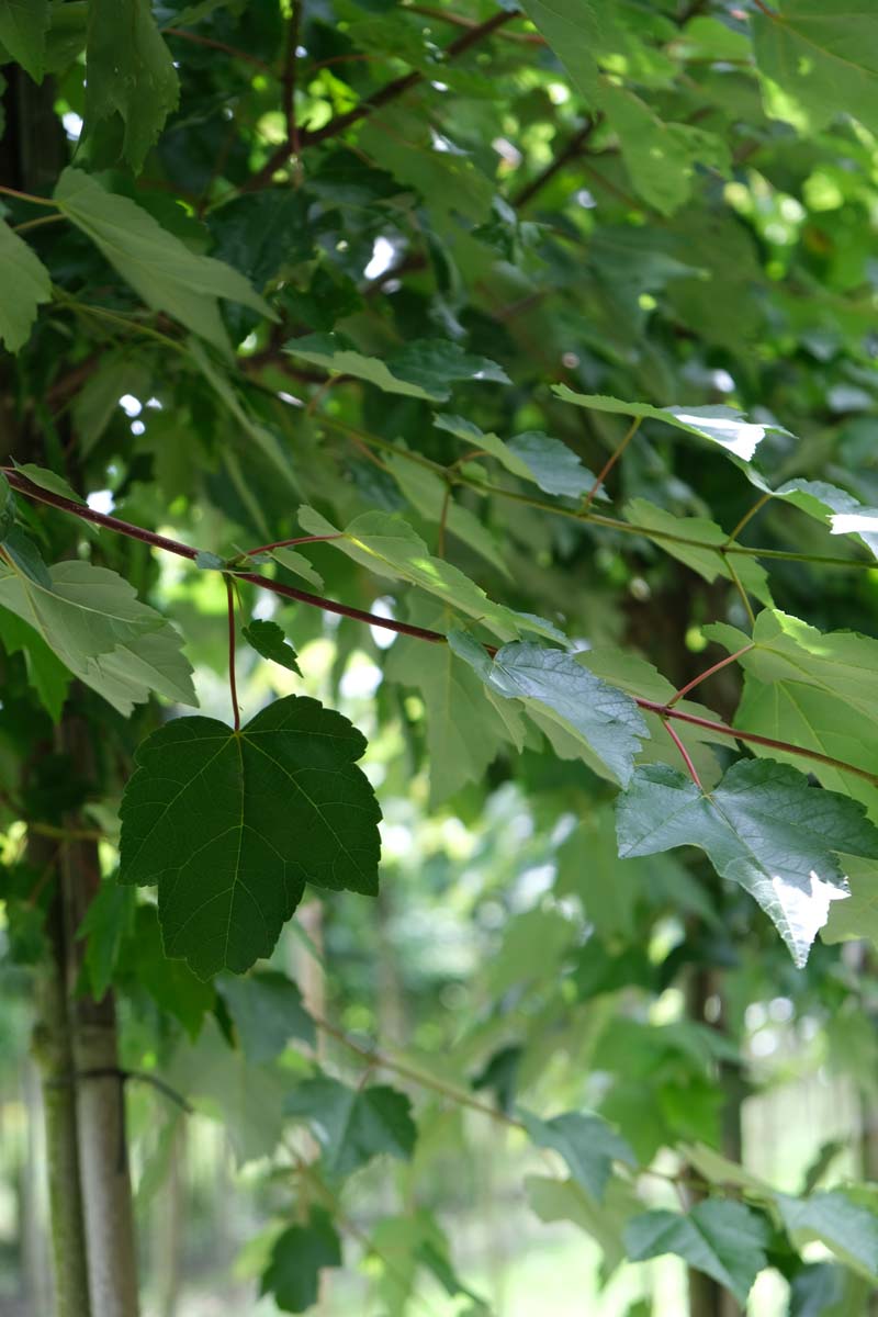 Acer rubrum 'Autumn Flame' Tuinplanten twijg