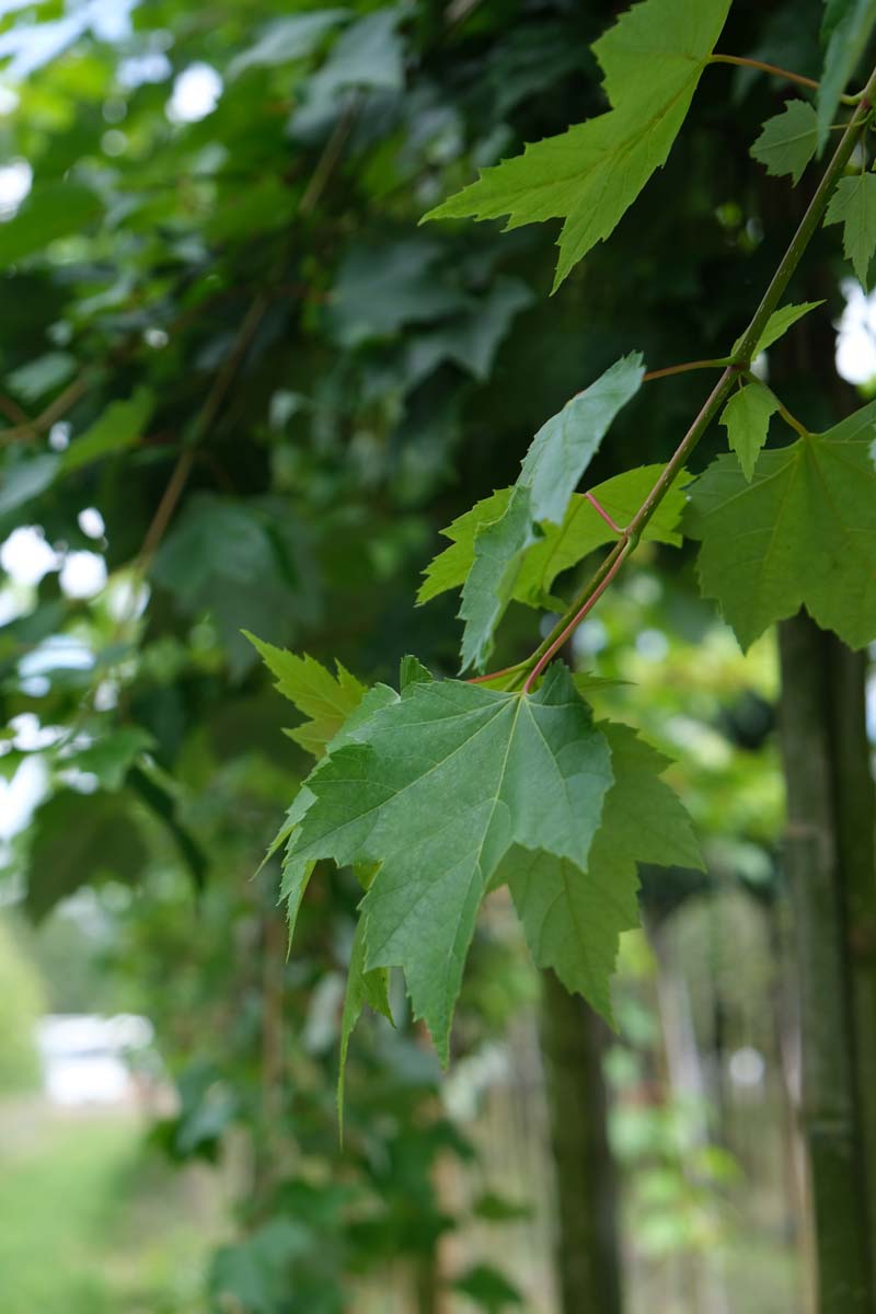 Acer rubrum 'Brandywine' op stam twijg