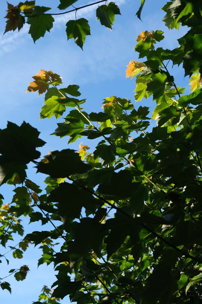 Acer rubrum 'Franksred' op stam twijg