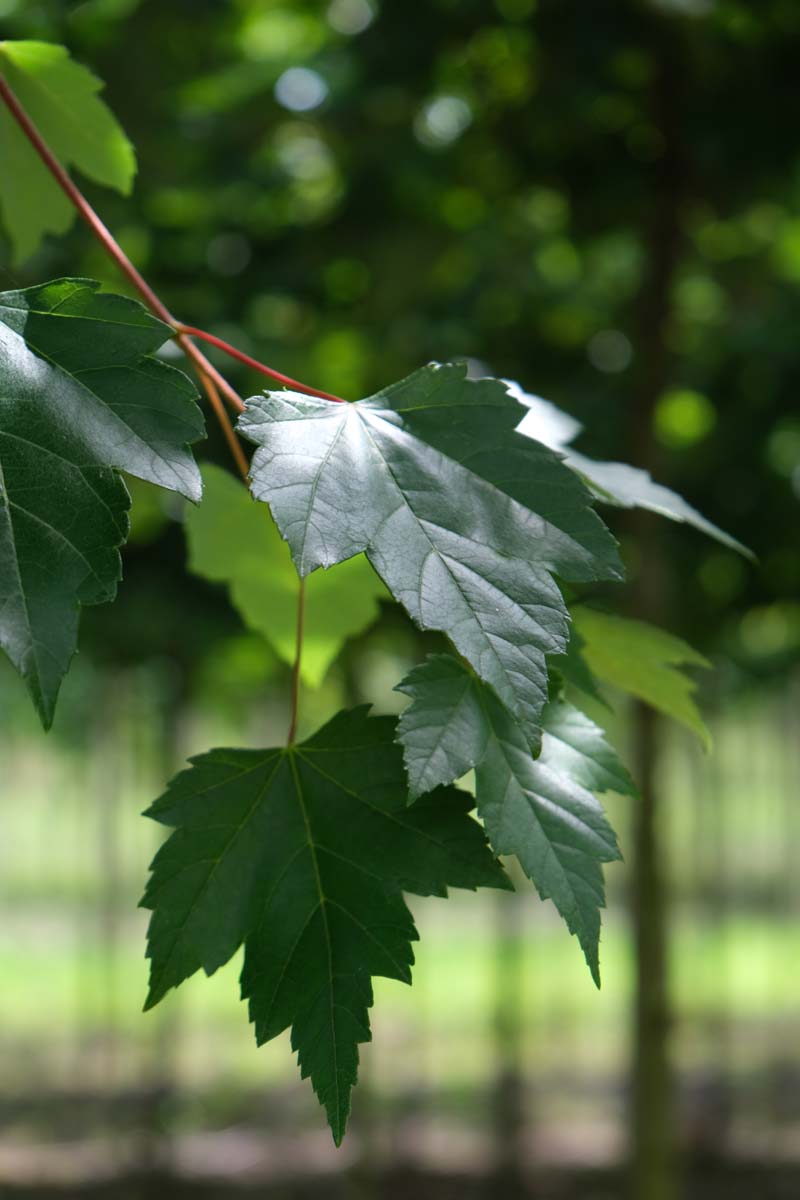 Acer rubrum 'Somerset' meerstammig / struik blad