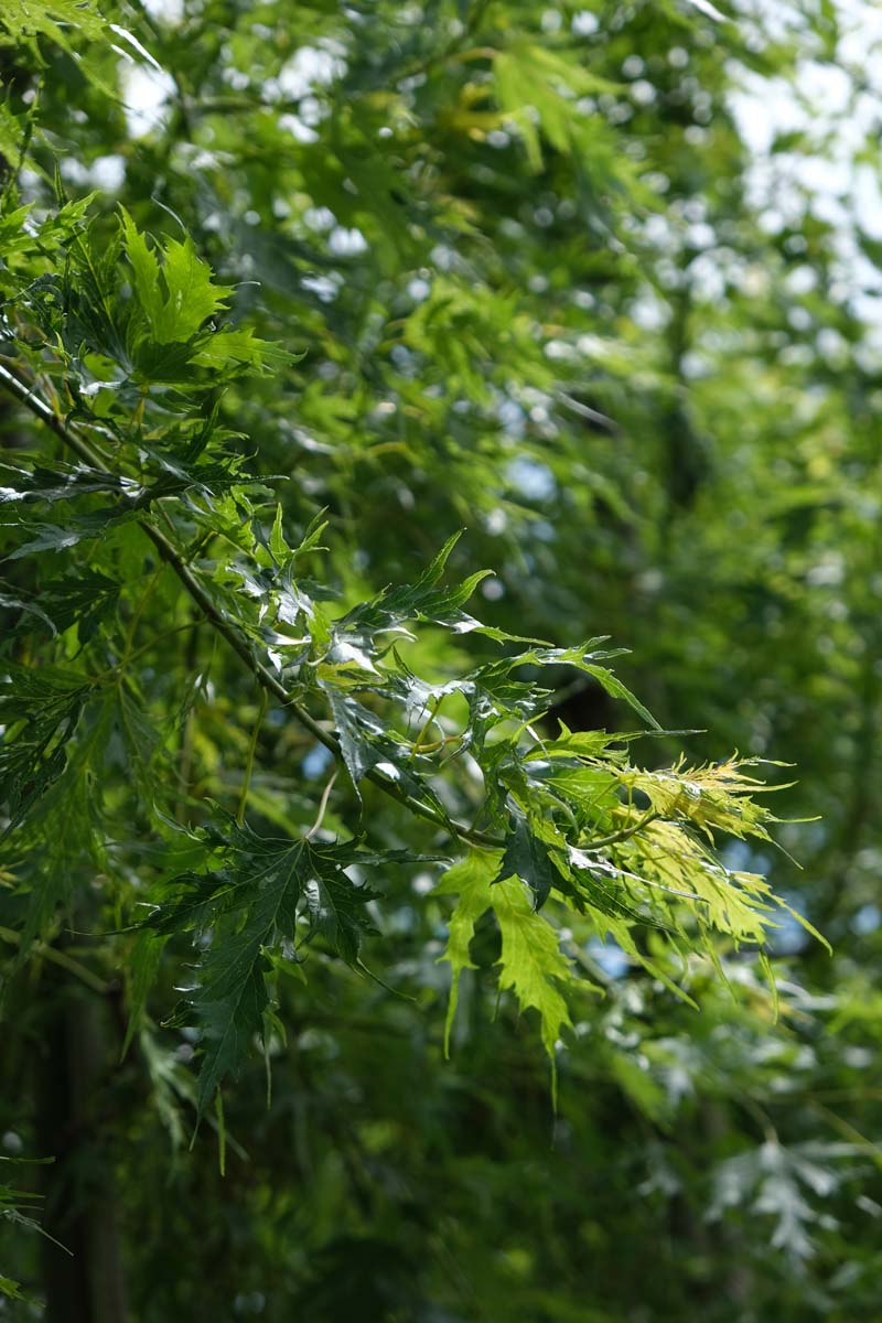 Acer saccharinum 'Born's Gracious' op stam twijg