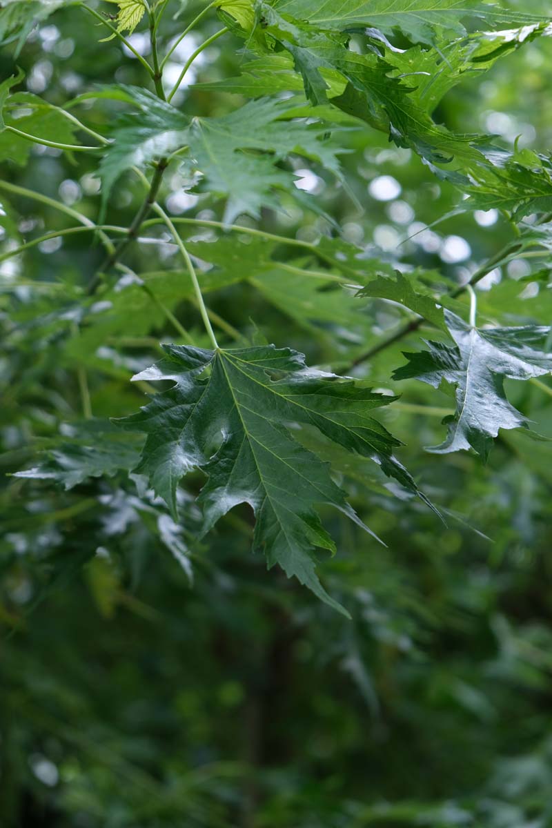 Acer saccharinum 'Laciniatum Wieri' meerstammig / struik blad