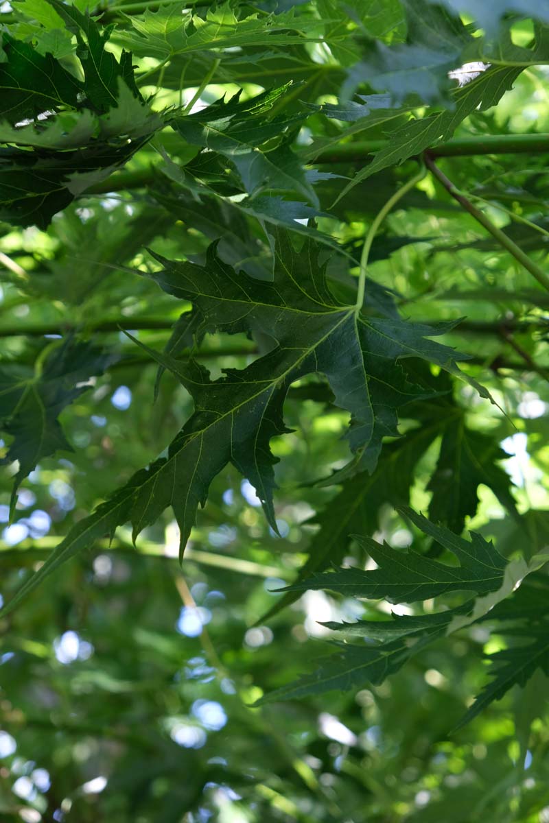 Acer saccharinum 'Born's Gracious' Tuinplanten blad