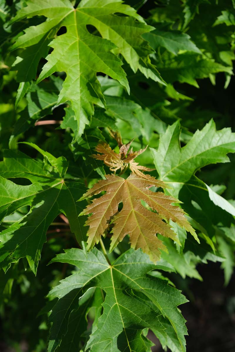 Acer saccharinum 'Pyramidale' Tuinplanten blad