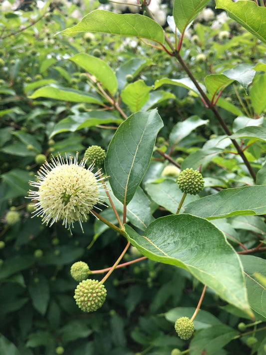 Cephalanthus occidentalis solitair bloem