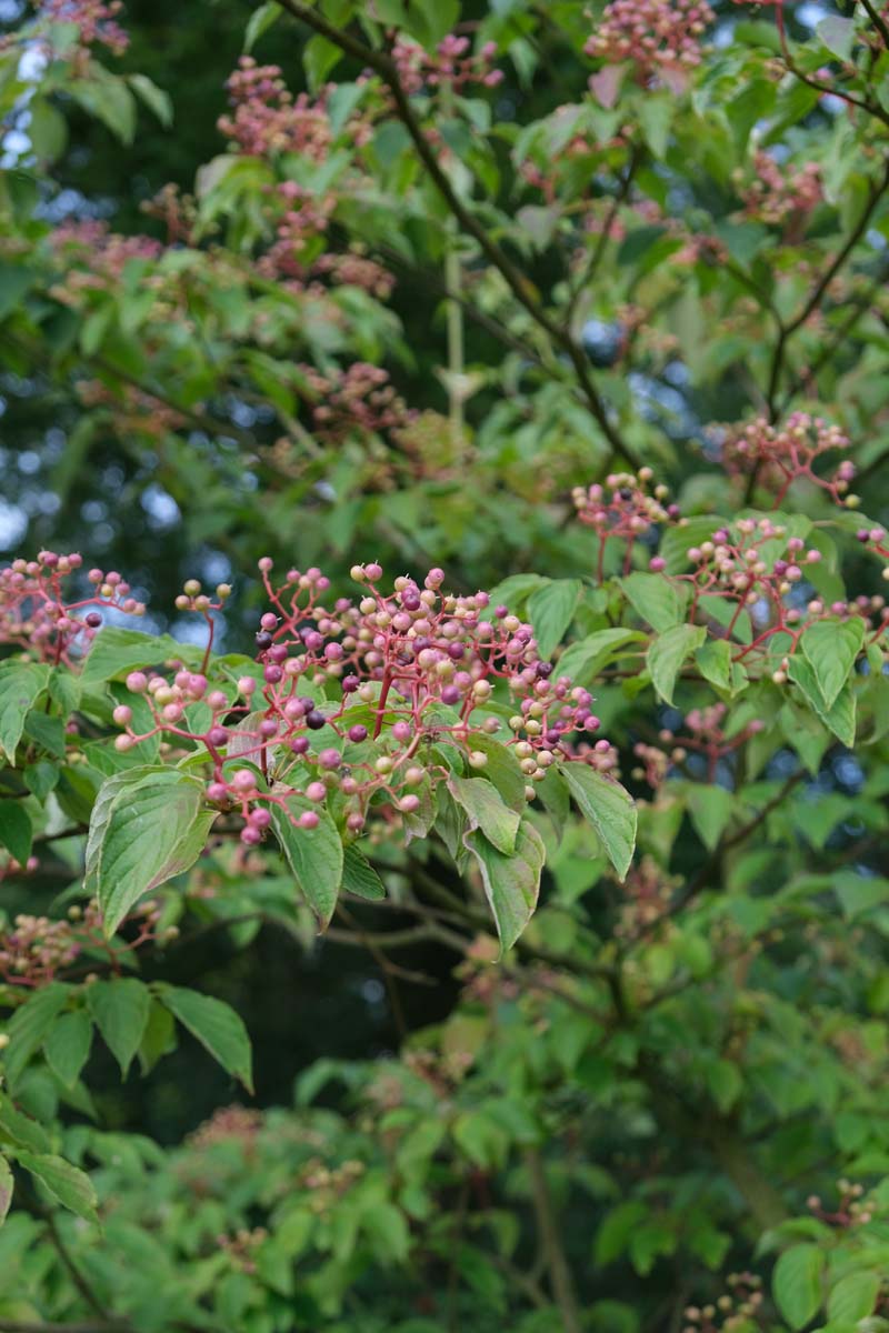 Cornus alternifolia meerstammig / struik bes