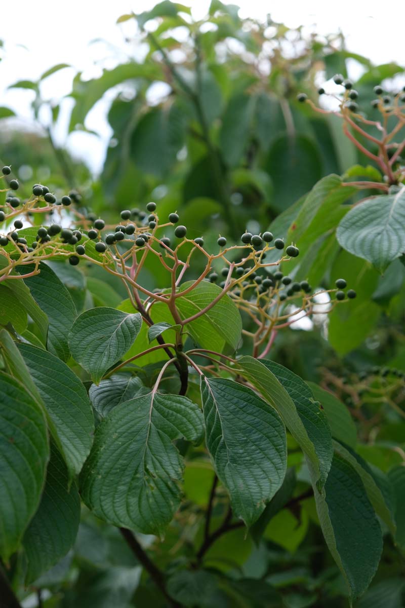 Cornus controversa 'Pagoda' meerstammig / struik vrucht