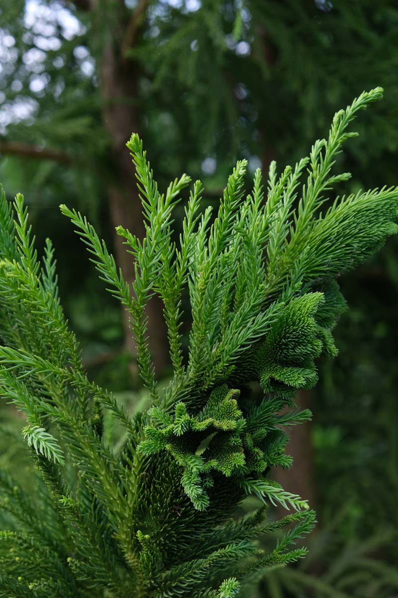 Cryptomeria japonica 'Cristata' op stam twijg