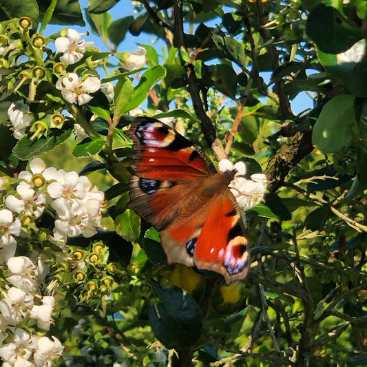Escallonia 'Iveyi' Tuinplanten biodiversiteit