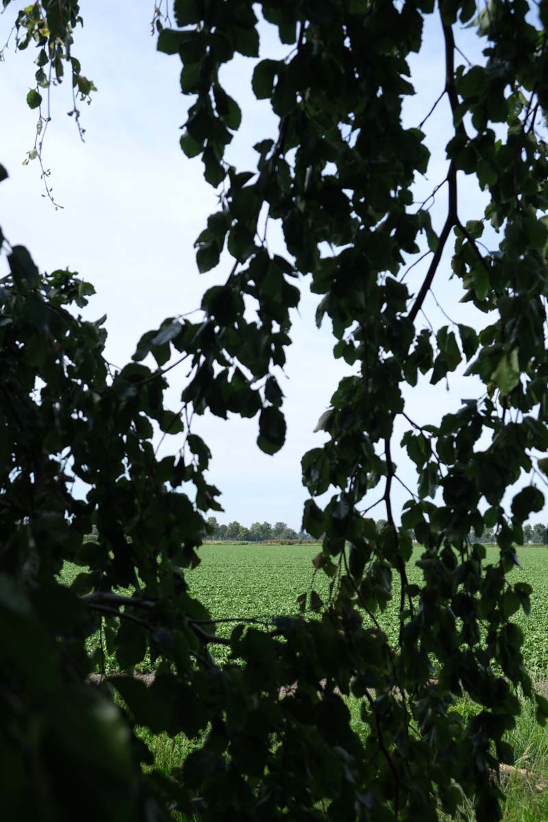 Fagus sylvatica 'Bornyensis' op stam twijg