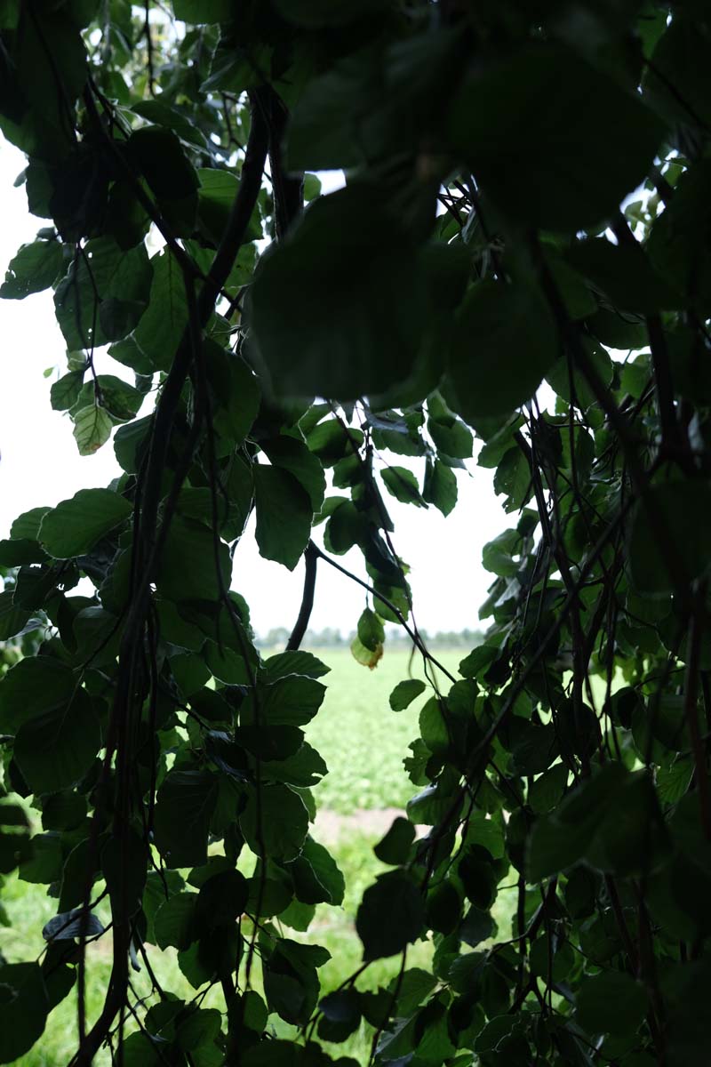Fagus sylvatica 'Bornyensis' op stam twijg