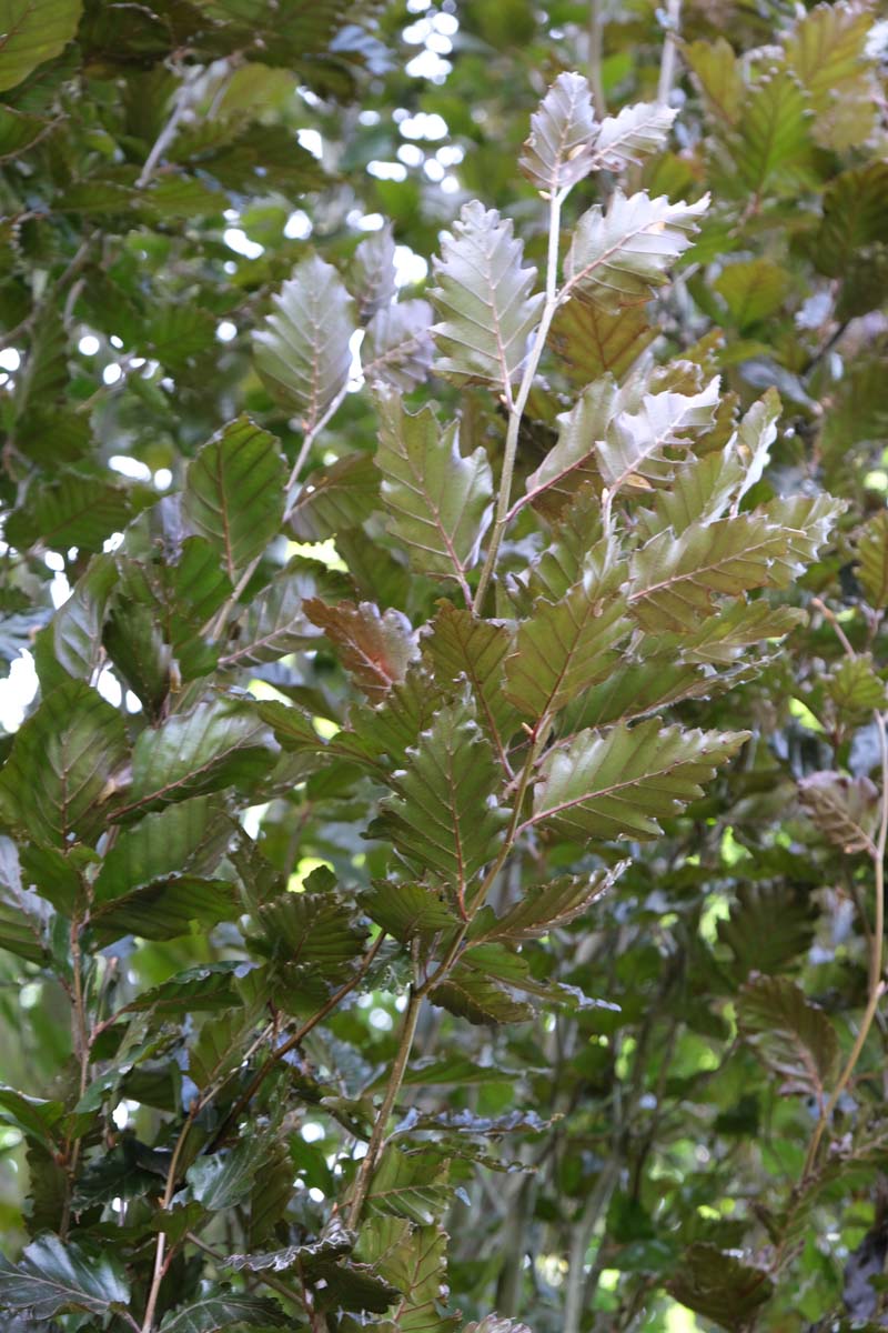 Fagus sylvatica 'Rohanii' Tuinplanten twijg
