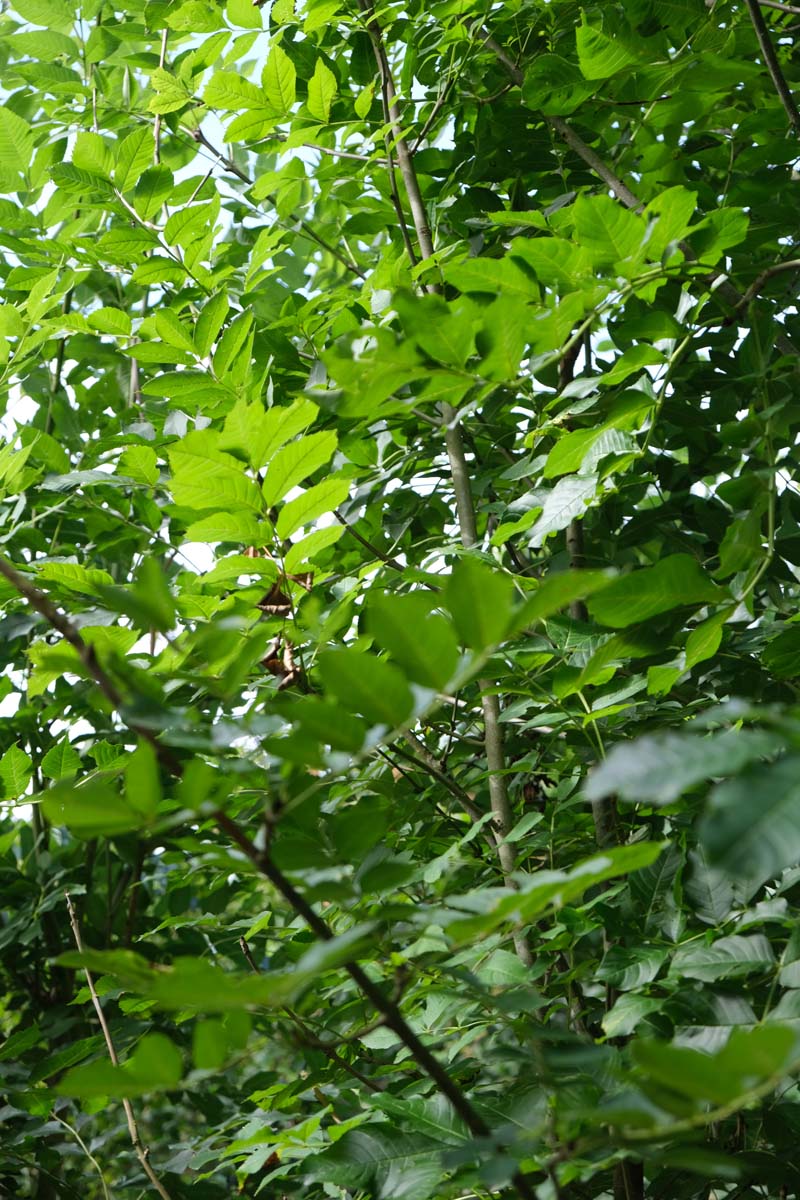 Fraxinus excelsior haagplant twijg