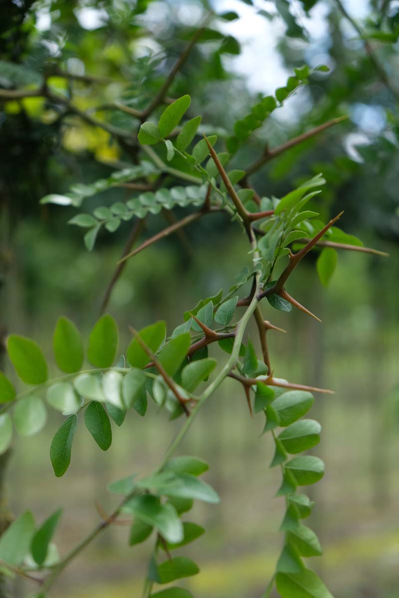 Gleditsia sinensis op stam doorn