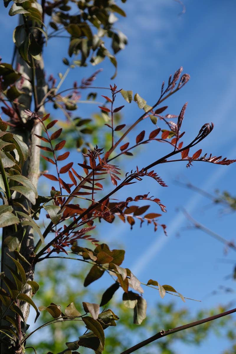 Gleditsia triacanthos 'Rubylace' op stam blad
