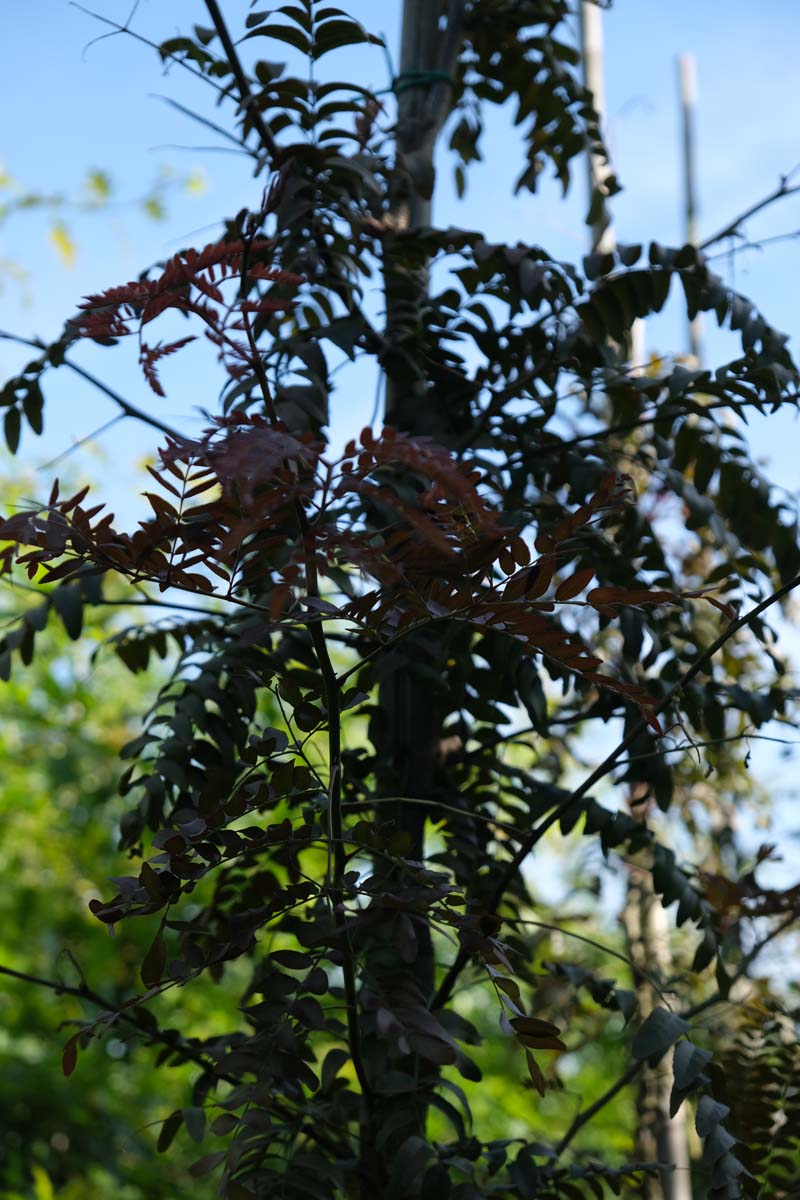Gleditsia triacanthos 'Rubylace' op stam stam