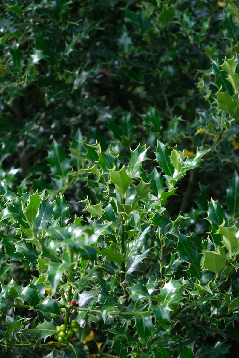 Ilex aquifolium Tuinplanten blad