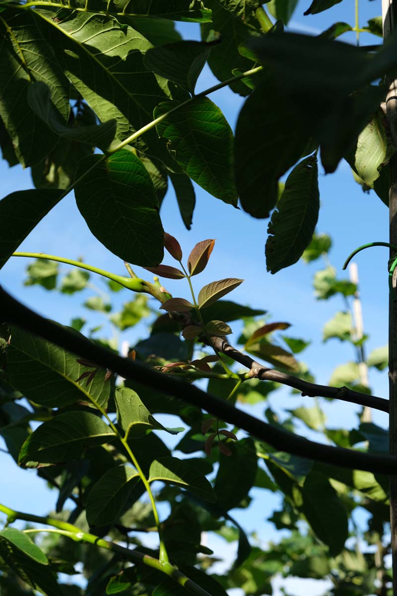 Juglans regia 'Buccaneer' Tuinplanten twijg