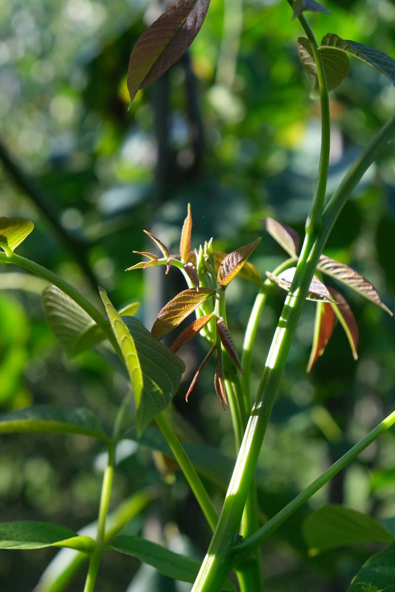 Juglans regia 'Buccaneer' Tuinplanten blad