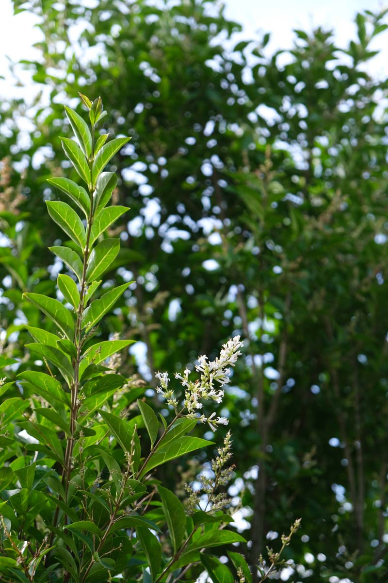 Ligustrum ovalifolium op stam bloem